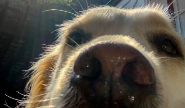 A close up photo of a golden retriever from below, with her nose appearing very large.
