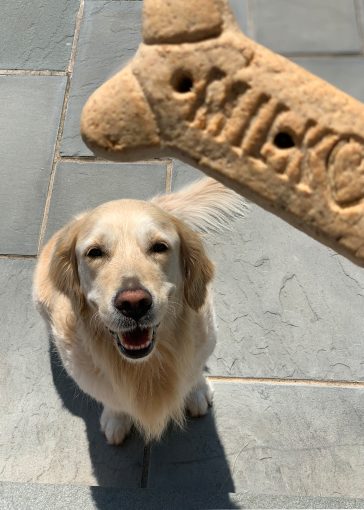 A photo of a golden retriever staring longingly at an apparently gigantic dog biscuit, which is closer to the camera.